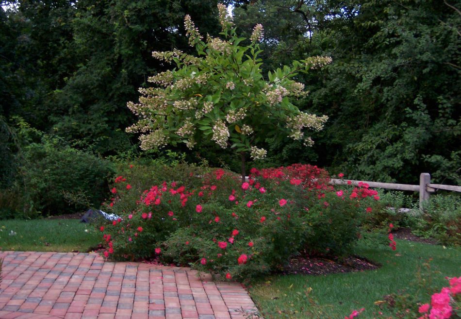 patio and rosebush