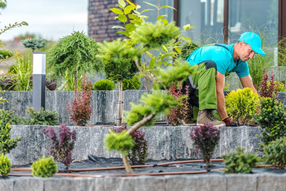 professional-landscaper-maintaining-plants Landscaper maintaining shrubs